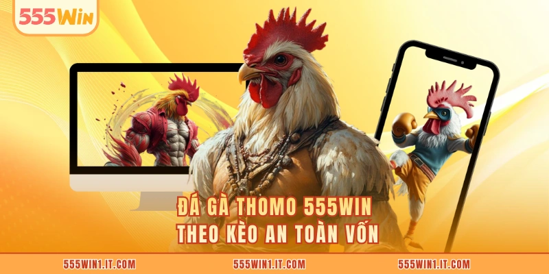 Đá Gà Thomo 555WIN - Thắng Khủng Từ Những Cú Ra Đòn Đá gà Thomo 555WIN theo kèo an toàn vốn